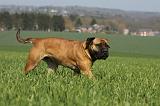 BULLMASTIFF 504